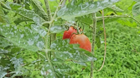 The camera moves through dense tomato foliage to reveal ripe red tomatoes Video stock 343551638