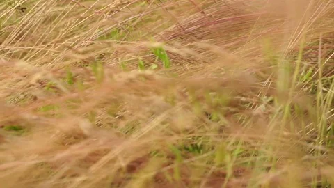 The camera moves through the field grass. Slow motion Stock Footage 77248266