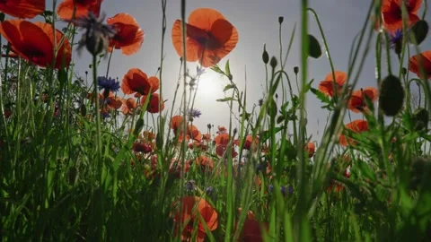 Camera moves through a field of poppies on a summer morning. Red poppy flowers Stock Footage 152308958