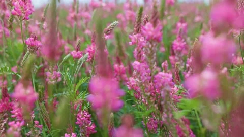 Camera moves through field with summer pink wild flowers. Lush summer greenery Stock-Footage 169693698