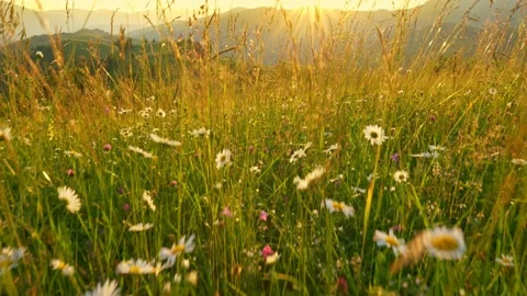 Camera moves through flowers and grasses along a beautiful summer meadow in the Stock-Footage 138944532