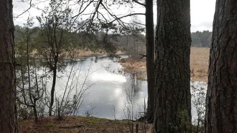 Camera moves through the forest between the trees, leaving for the river. Video stock 124130846