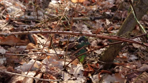 A camera moves through a forest focusing on the thorny branches of a wild rose. Stock Footage 239119474