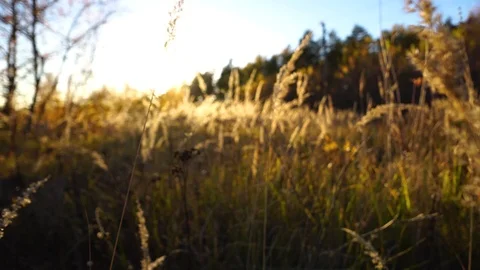 The camera moves through the grass. Beautiful sun rays Vidéo 98534496