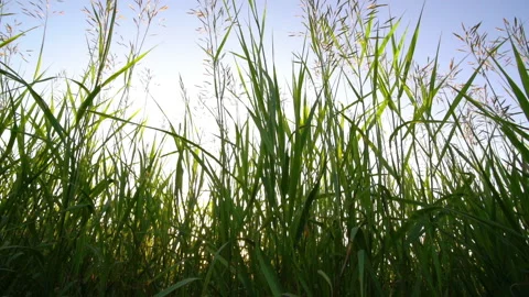 The camera moves through the grass like. Camera movement in the grass close-up Stock Footage 155906828