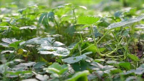 The camera moves through the grass Stock Footage 115328866