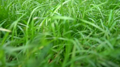 The camera moves through the grass Stock Footage 115329045