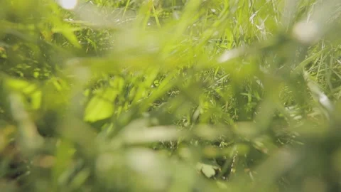 The camera moves through the grass, green grass close-up. movement in the grass Vidéo 149035910