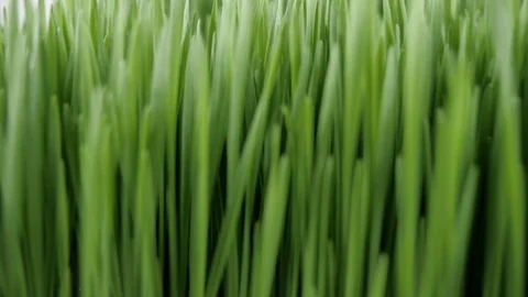 The camera moves through green grass field Nature 4k Stock Footage 87221909