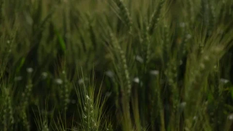 Camera moves through green wheatfield. Handheld shot with shallow depth of field Stock Footage 76988697