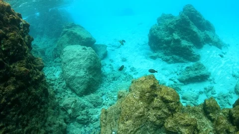 Camera moves through large coral reef to reveal a few fish, slow motion 4K Stock Footage 98429593