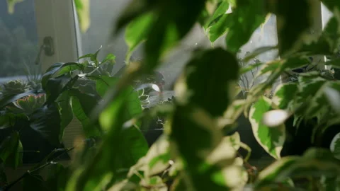 The camera moves through the leaves of ficus benjamin. The sun's rays break Stock Footage 219506054