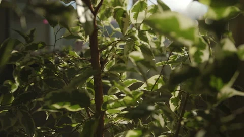 The camera moves through the leaves of ficus benjamin. The sun's rays break Stock Footage 219506521