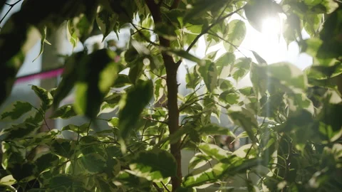 The camera moves through the leaves of ficus benjamin. The sun's rays break Stock Footage 219506878