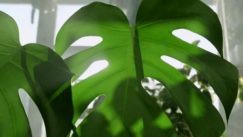 The camera moves through the leaves of Monstera deliciosa. The sun's rays break Video stock 219506678