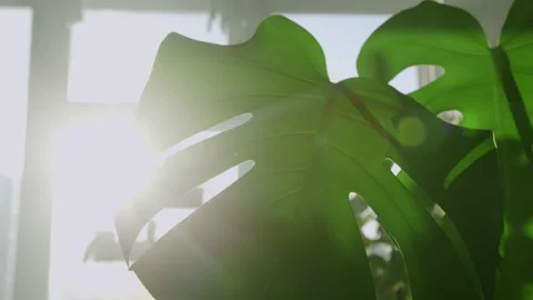 The camera moves through the leaves of Monstera deliciosa The sun's rays break Stock Footage 219507450