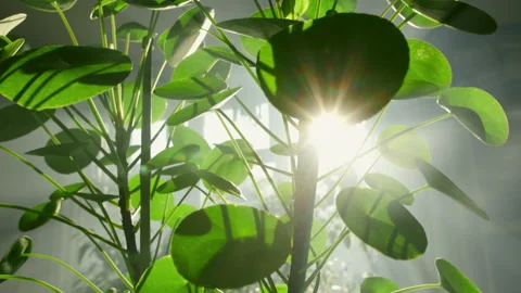 The camera moves through the leaves of Pilea peperomioides. The sun's rays break Stock Footage 219506208