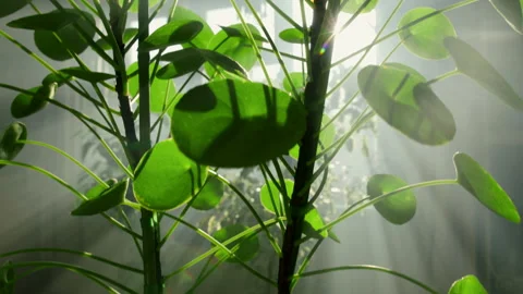 The camera moves through the leaves of Pilea peperomioides. The sun's rays break Stock Footage 219506278