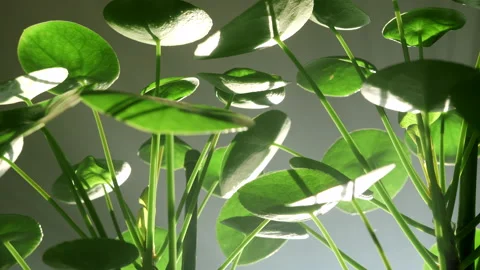 The camera moves through the leaves of Pilea peperomioides. The sun's rays break Stock Footage 219507038