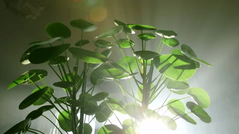The camera moves through the leaves of Pilea peperomioides. The sun's rays break Video stock 219507193
