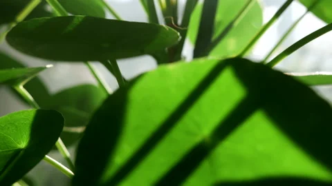 The camera moves through the leaves of Pilea peperomioides. The sun's rays break Stock Footage 219507323