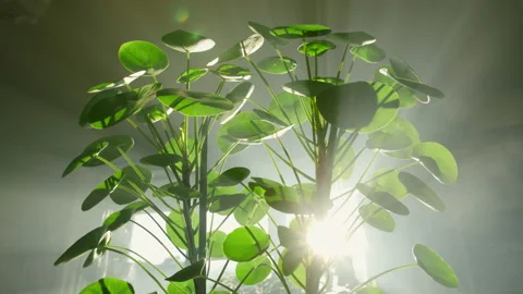 The camera moves through the leaves of Pilea peperomioides. The sun's rays break Stock Footage 219507374