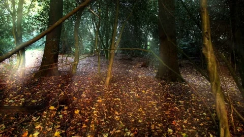 Camera moves through light rays through wooded forest slow motion 4K Stock Footage 220029403