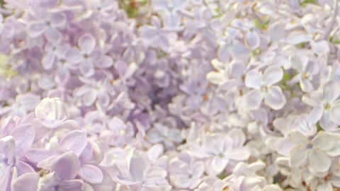 Camera moves through lilac blooms showing fine details and light frost, sug.. Stock Footage 308784741