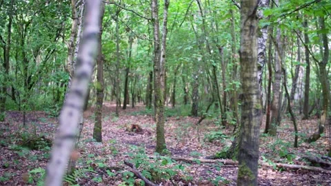 Camera moves through lush forest on beautiful day in the wood in England Stock-Footage 235939437