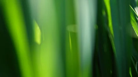 Camera Moves Through Lush Grass Macro Closeup Stockbeeldmateriaal 113274534