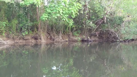 Camera moves through mangrove vegetation in the Lagoa Encantada in Ilheus B.. Stock Footage 258697376