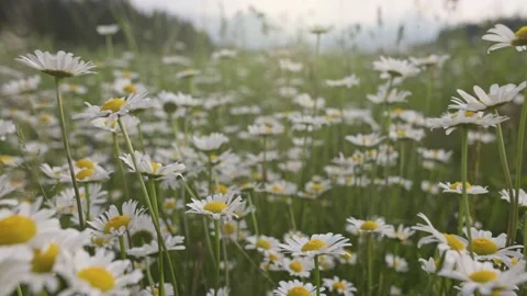 Camera moves through meadow overgrown with white daisies that sway in the wind Stock Footage 157473427