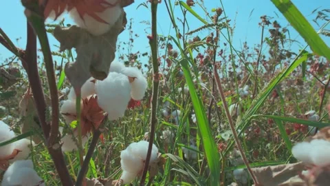 The camera moves through open cotton bolls Stock Footage 210773328