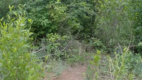 Camera moves through overgrown path of the forest to reveal a river. Stockbeeldmateriaal 93498735