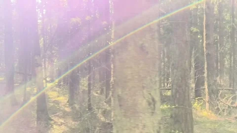 Camera moves through pine forest with sunlight rays and lens flare in dayti.. Stock Footage 338398393