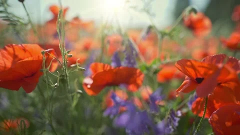 Camera moves through the poppy field. Red poppies and other wildflowers in Stock Footage 138944735