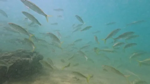 Camera Moves Through a School of Fish Under Water Stock Footage 270396644