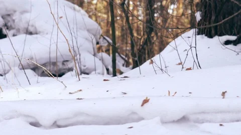 The camera moves through the snow in the forest Stockbeeldmateriaal 103578763