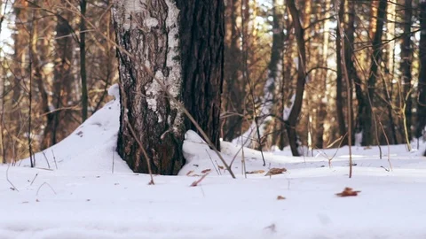 The camera moves through the snow in the forest Stock Footage 104950518