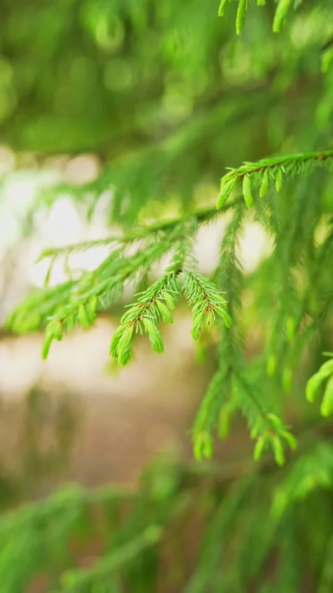 Camera moves through soft green spruce branches with new growth Stock Footage 335580048