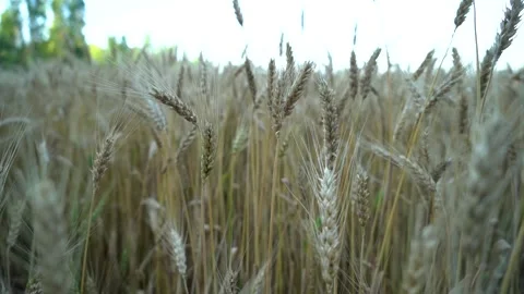 The camera moves through spikelets of wheat in the field Stock Footage 157320050