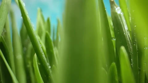 The Camera Moves Through the Stalks of Lush Green Grass With Dew Drops. Early Stock Footage 220046910