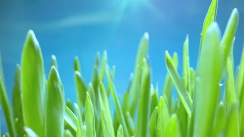 The Camera Moves Through the Stalks of Lush Green Grass With Dew Drops. Early Stock Footage 221552935