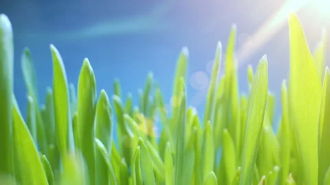 The Camera Moves Through the Stalks of Lush Green Grass. Early Spring, Sunny Day Video stock 240455294