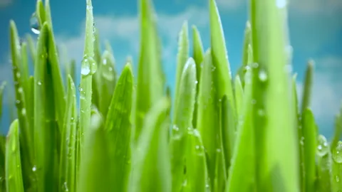 The Camera Moves Through the Stalks of Lush Green Grass. Early Spring, Sunny Day Stock Footage 245689558
