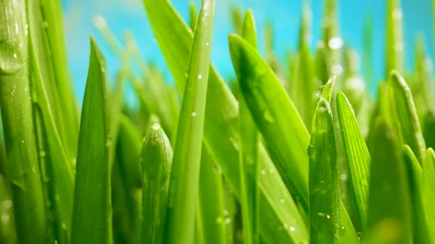 The Camera Moves Through the Stalks of Lush Green Grass With Dew Drops. Grass Stock Footage 316663043