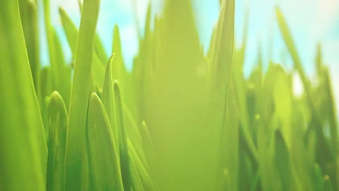 The Camera Moves Through the Stalks of Lush Green Grass. Early Spring, Sunny Day Stock Footage 328336480