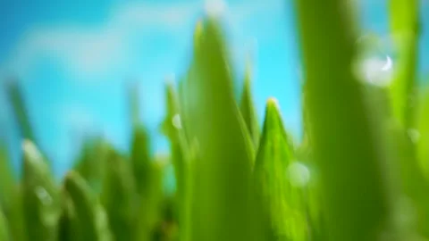 The Camera Moves Through the Stalks of Lush Green Grass With Dew Drops. Early Stock Footage 334105516