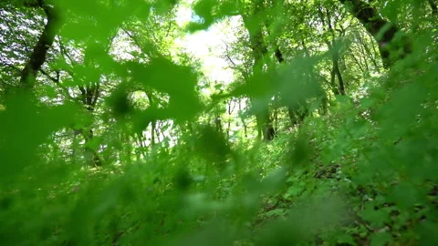 The camera moves through tall grass that sways towards the lens. 動画素材 308968142