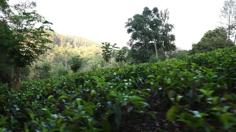 Camera moves through the tea plantation. Dolly Shot Video stock 76775613